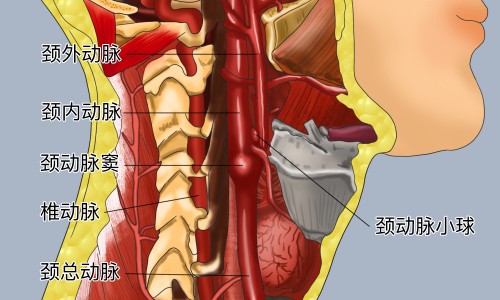 党参的功能主治和作用-党参的功能与主治网-分享党参的功能主治和作用，党参的功能主治是什么呢知识库
